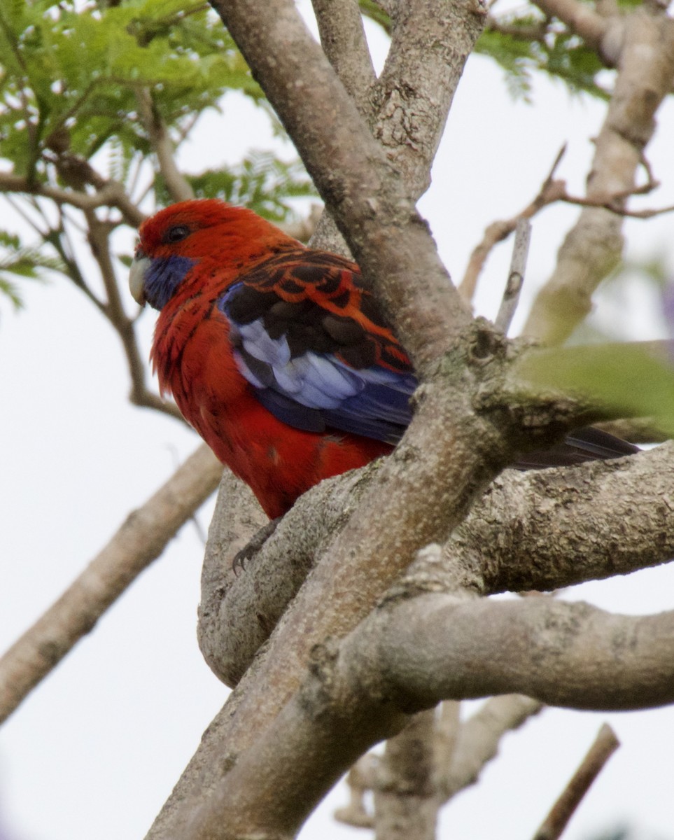 Crimson Rosella - Brian Deans