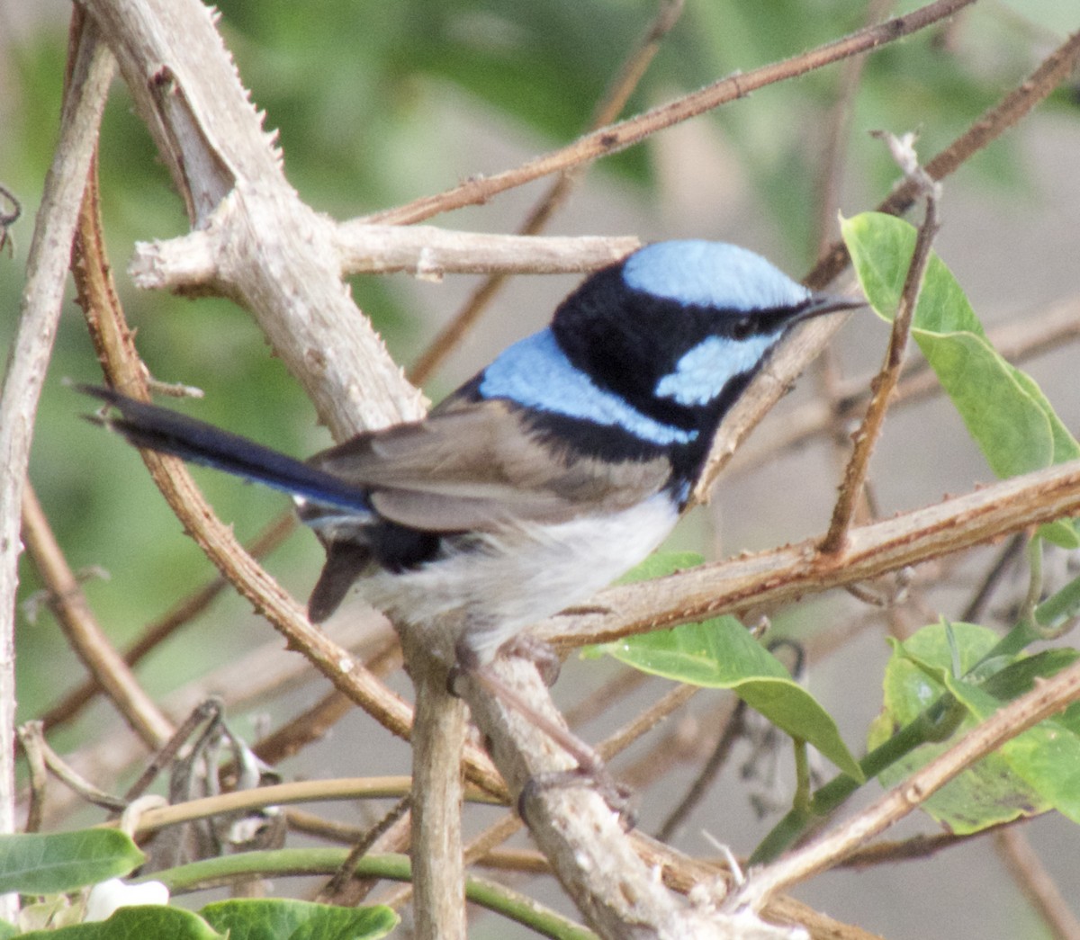 Superb Fairywren - Brian Deans