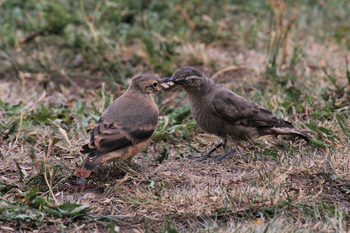 Géositte à ailes rousses - ML523409811