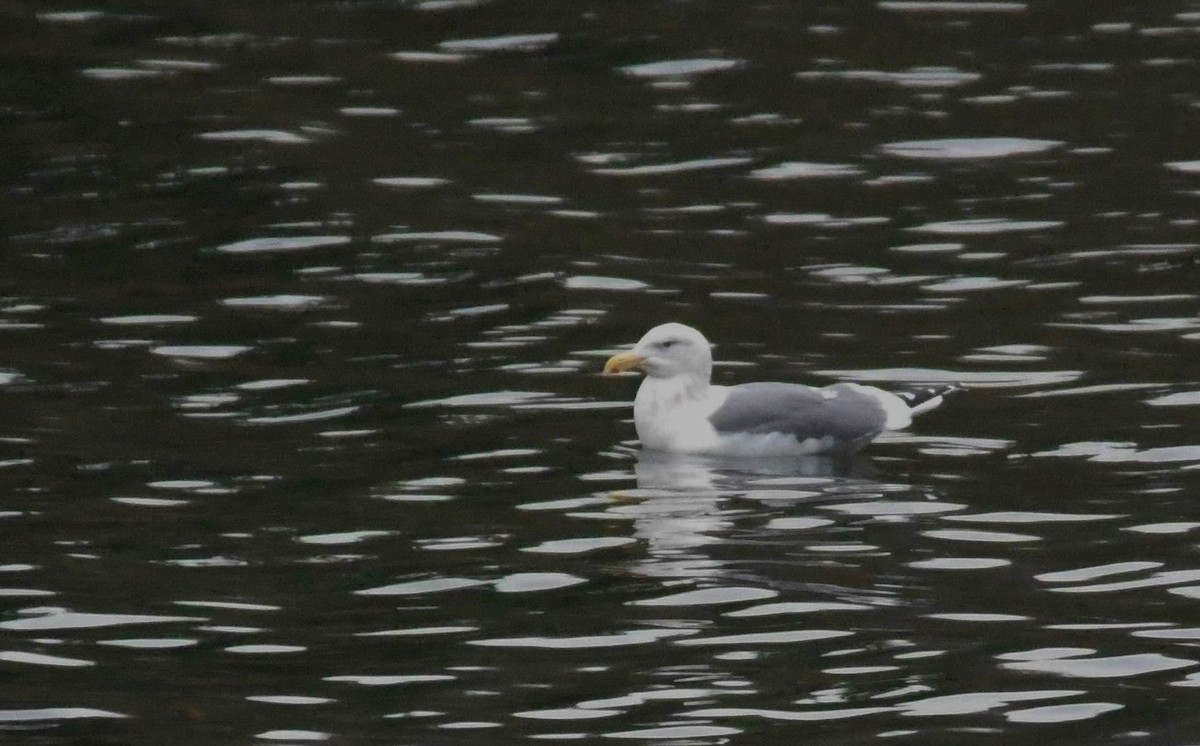 Western Gull - ML523409821