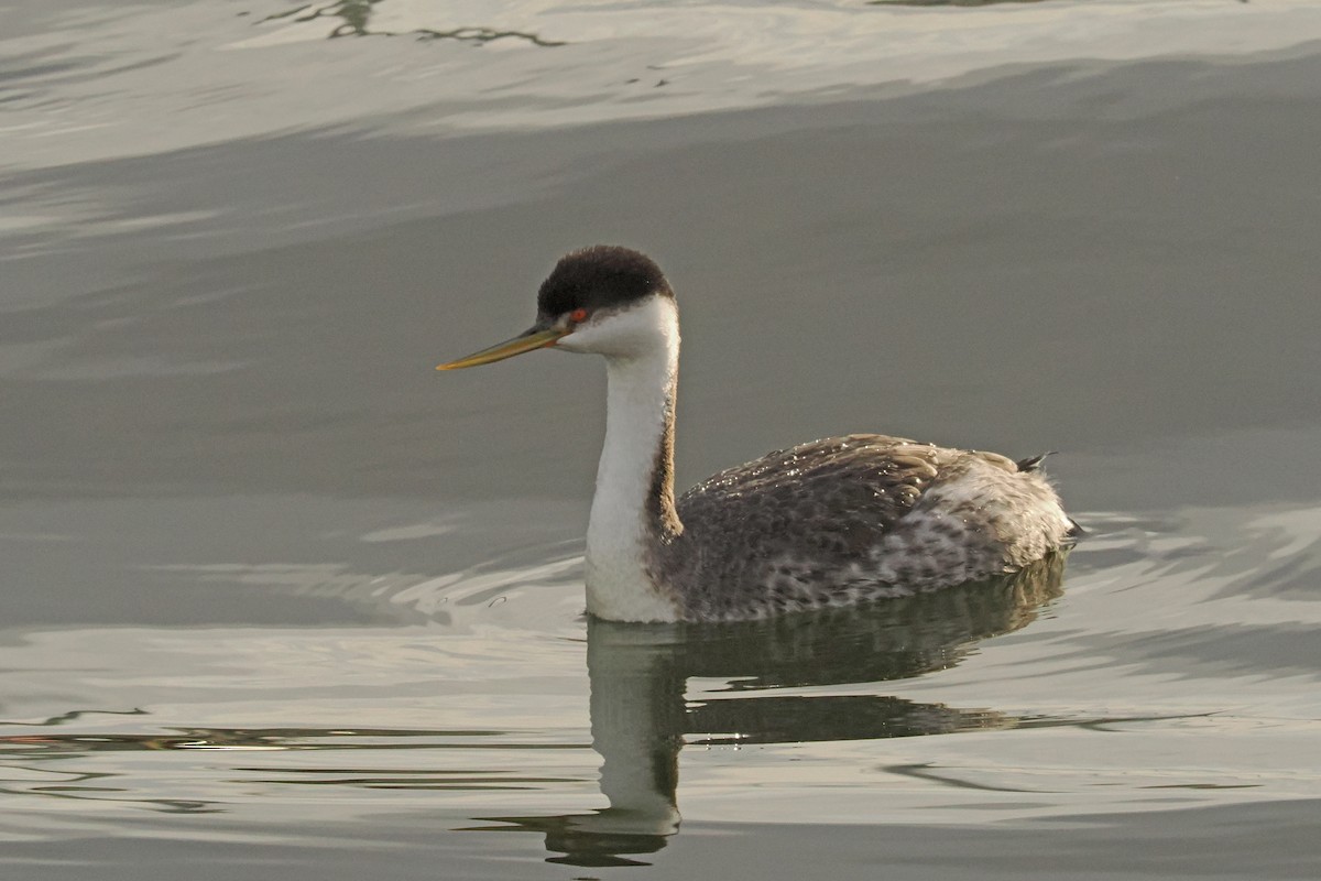 Western Grebe - Donna Pomeroy