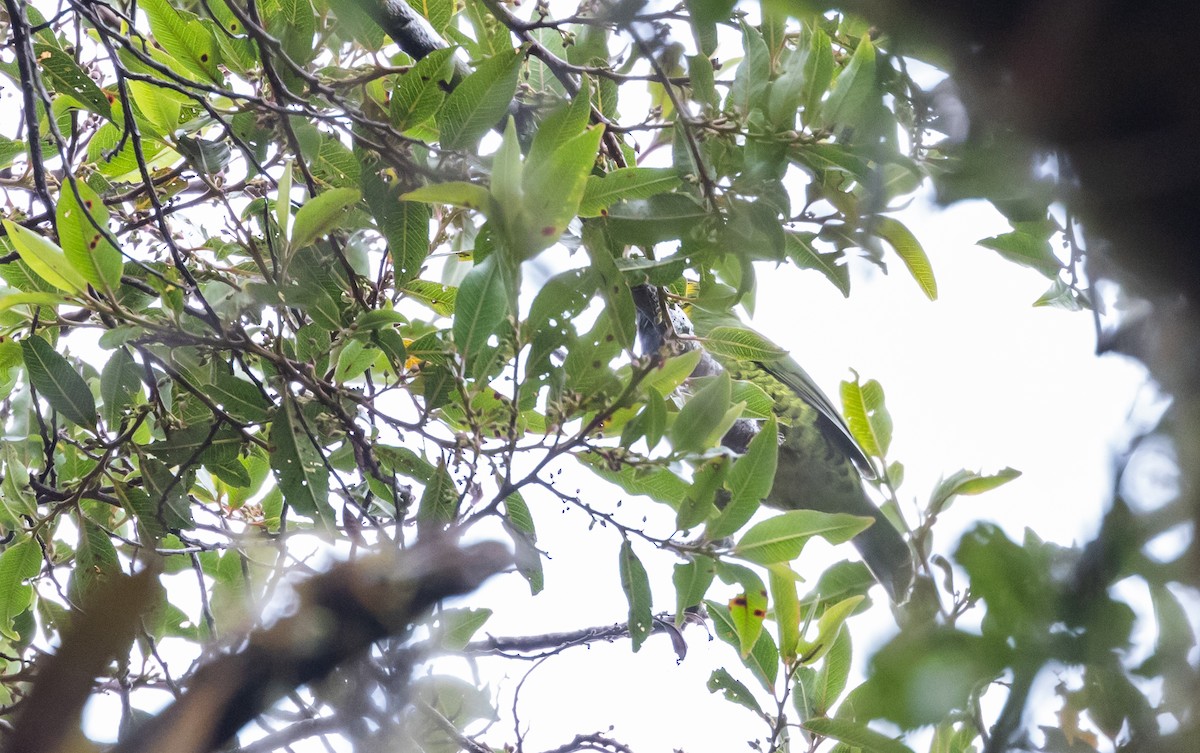 Band-tailed Fruiteater (signata) - ML523410271