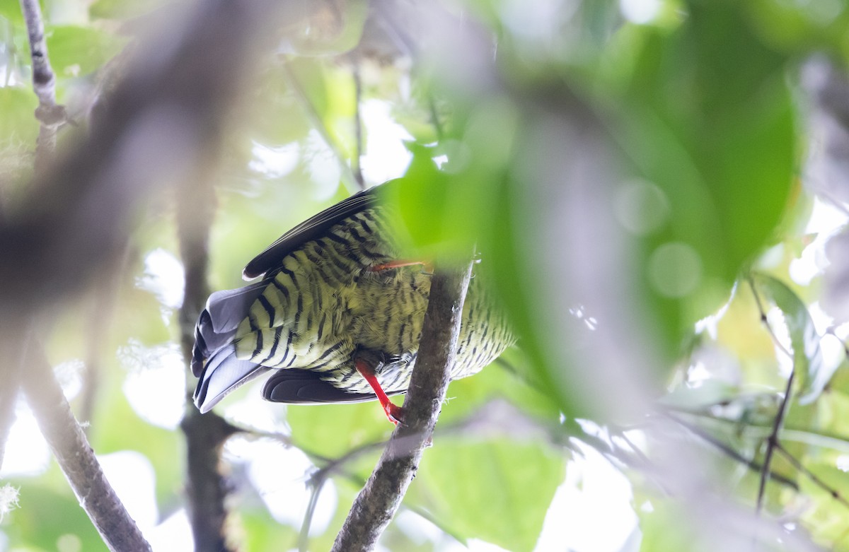 Cotinga barré - ML523410631