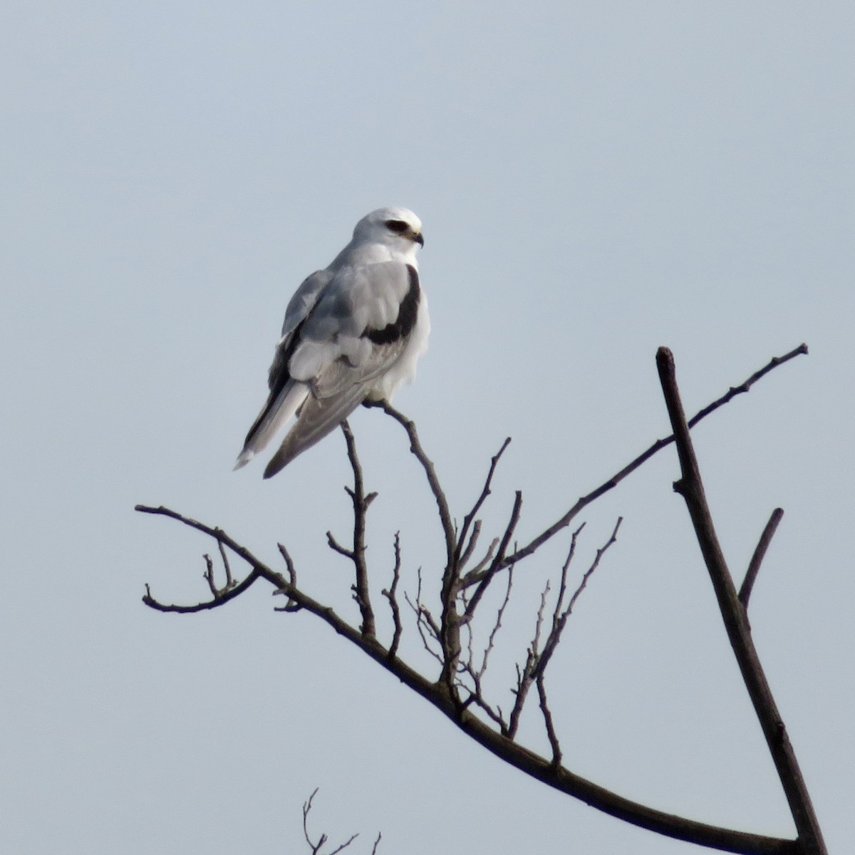 White-tailed Kite - ML523410771