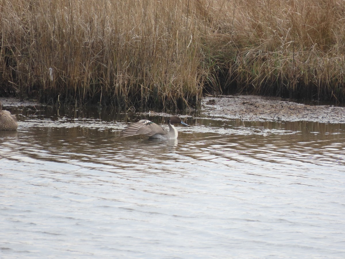 Northern Pintail - ML523411071