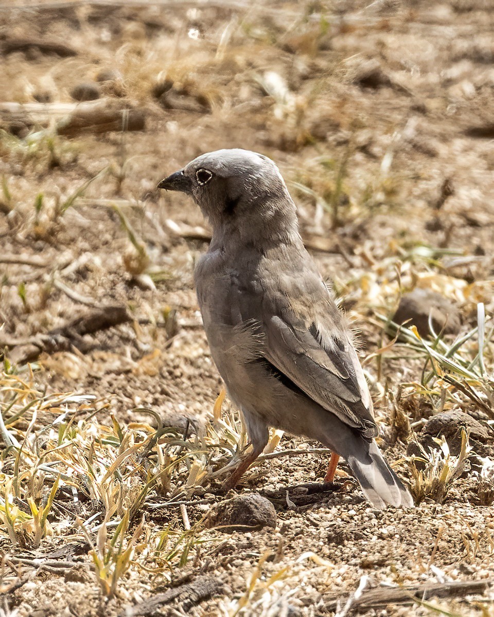 Gray-headed Social-Weaver - Bob Martinka