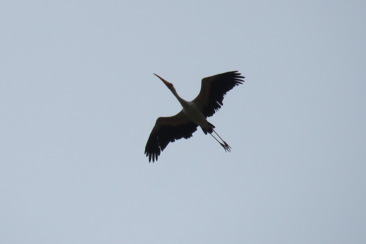 Tantale ibis - ML523415401