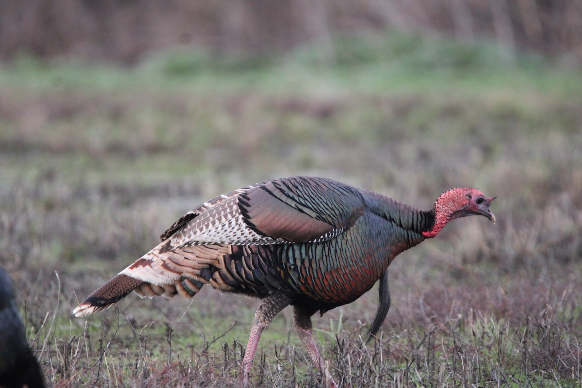 Guajolote Gallipavo - ML523416961