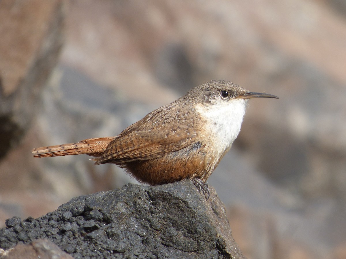 Canyon Wren - ML52341721