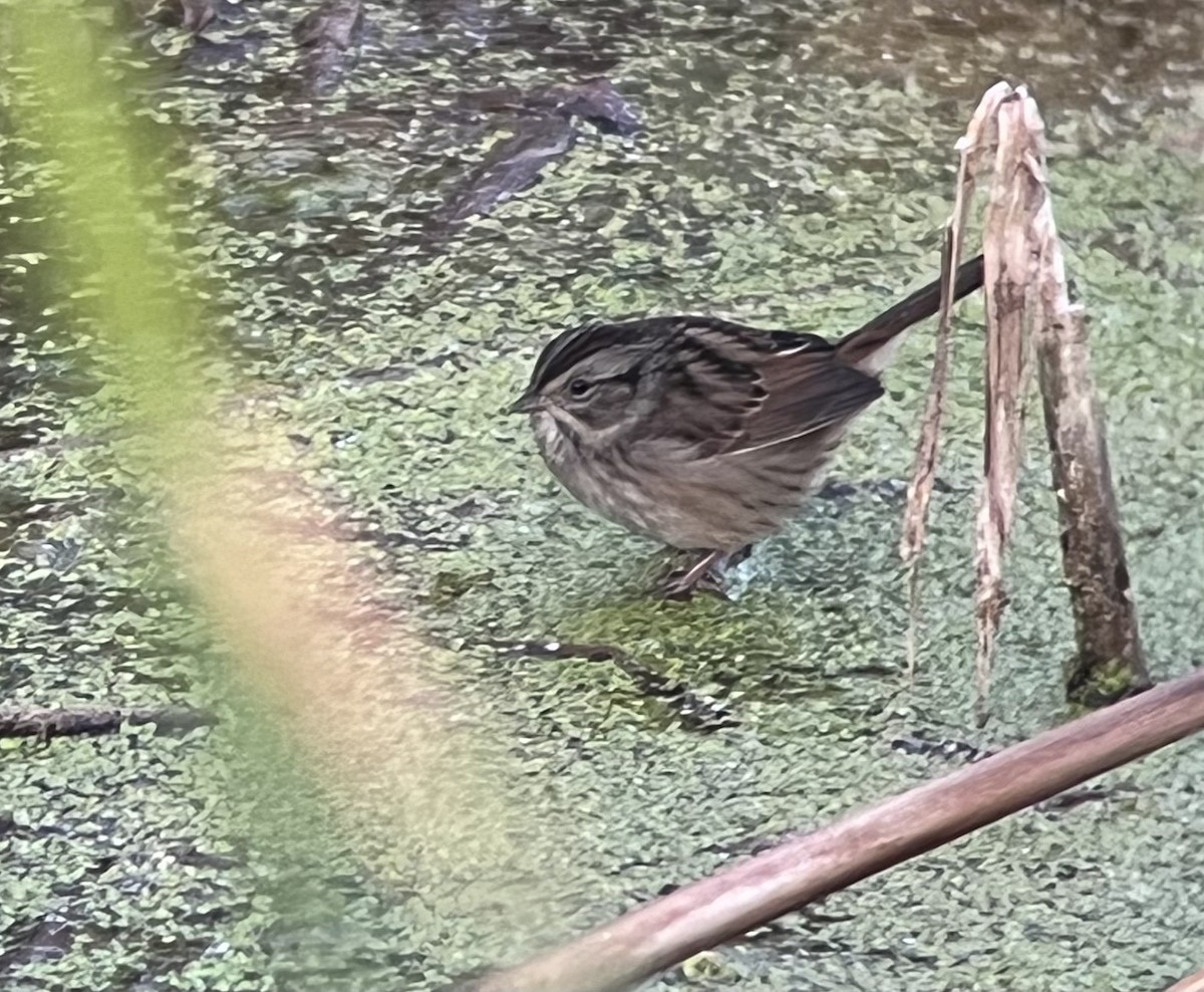 Swamp Sparrow - ML523417371