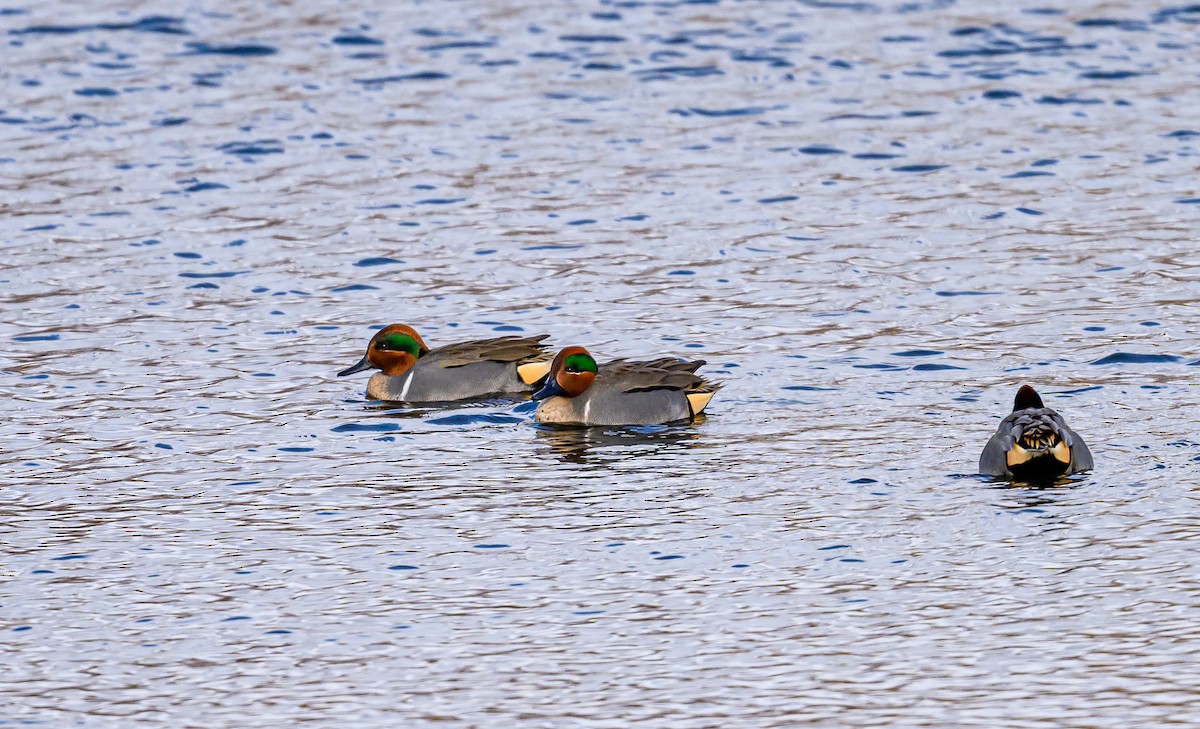 Green-winged Teal - Ken Miracle