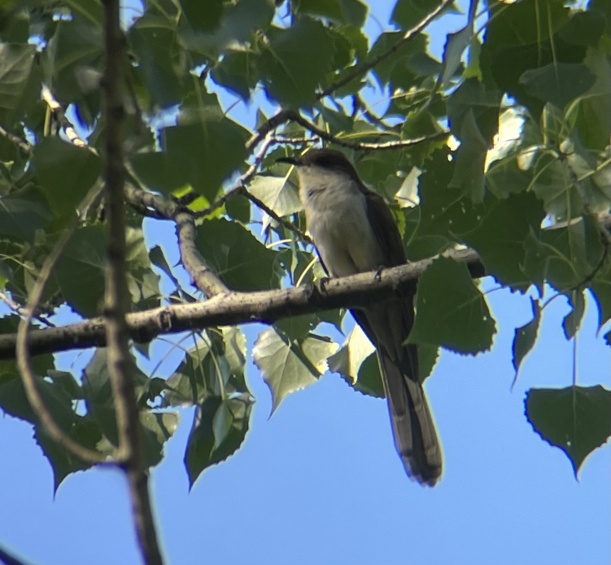 Black-billed Cuckoo - ML523417921