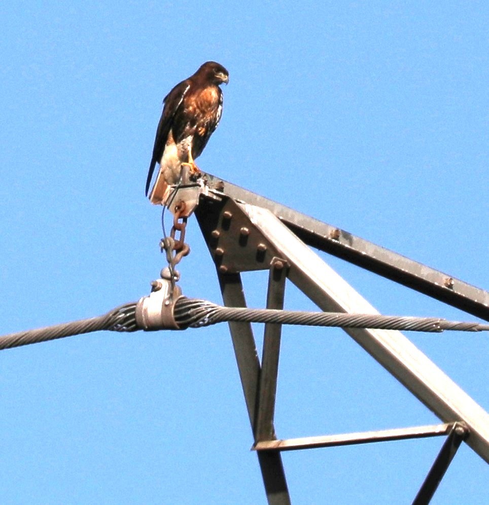 Red-tailed Hawk - ML523418741