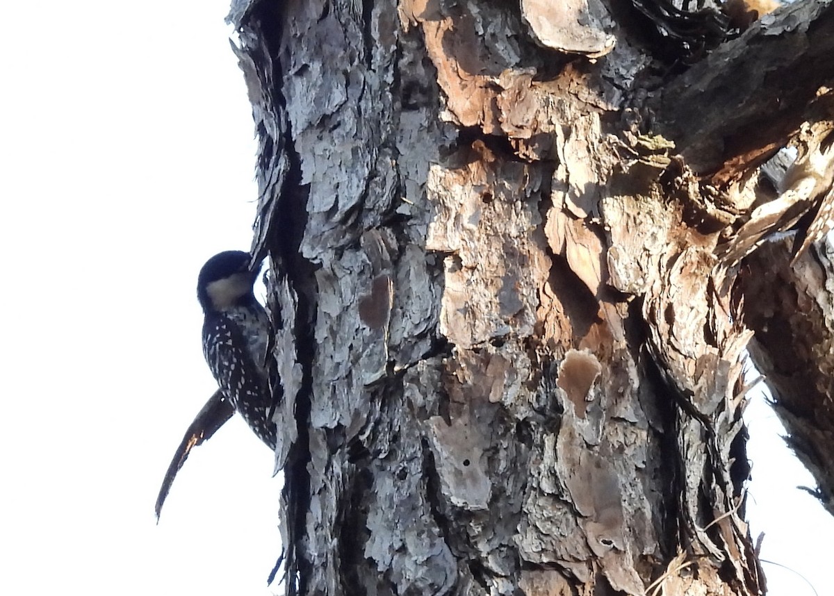 Red-cockaded Woodpecker - ML523419211