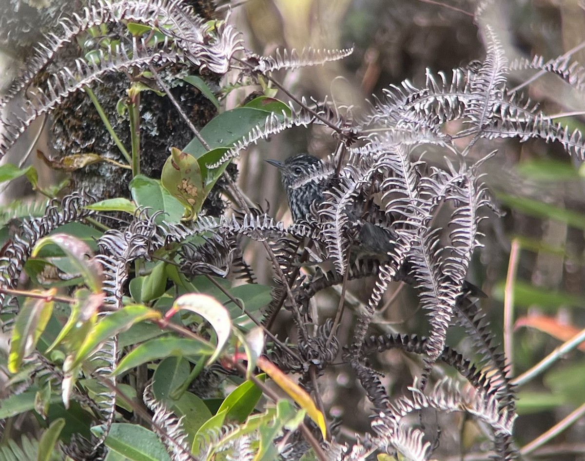 Dusky-tailed Antbird - Andrew Guttenberg