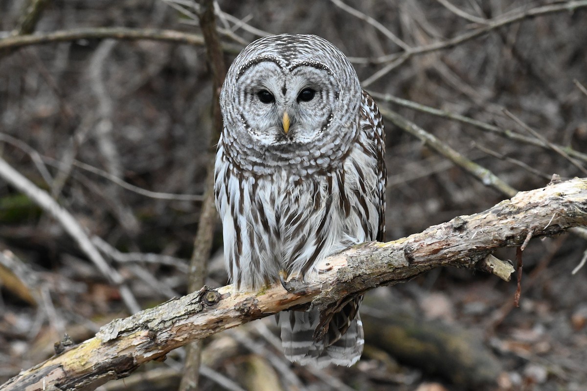 Barred Owl - ML523420221