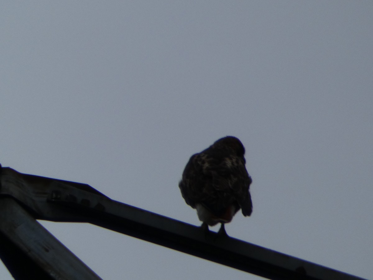 Red-tailed Hawk - Spencer Matley