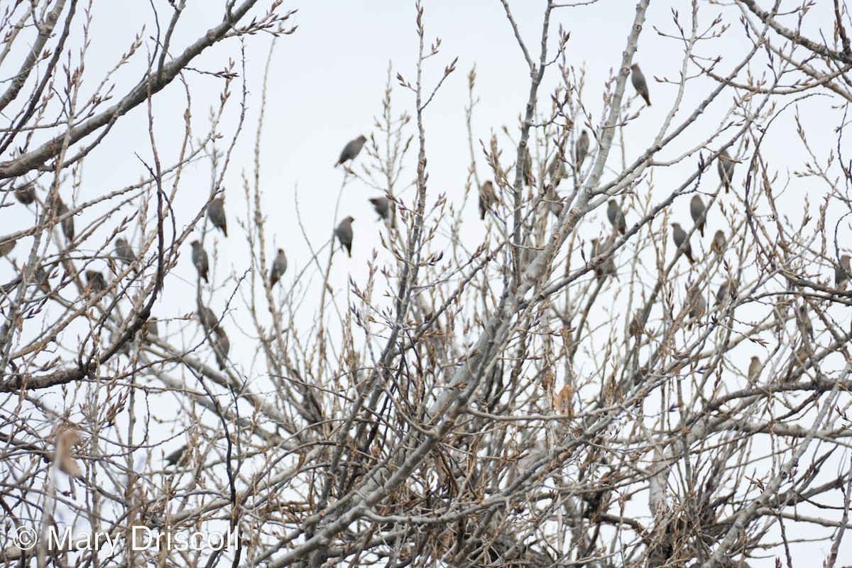 Bohemian Waxwing - ML523420751