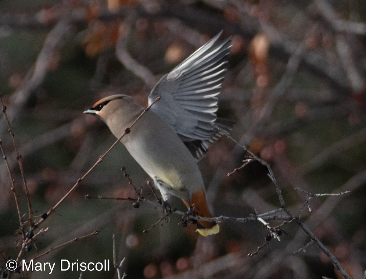 Bohemian Waxwing - ML523420771