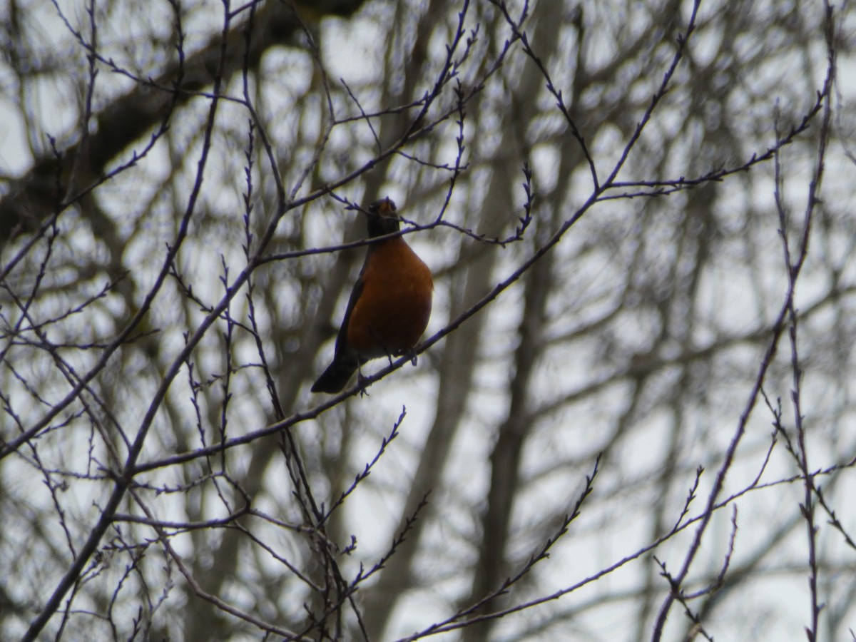 American Robin - Spencer Matley