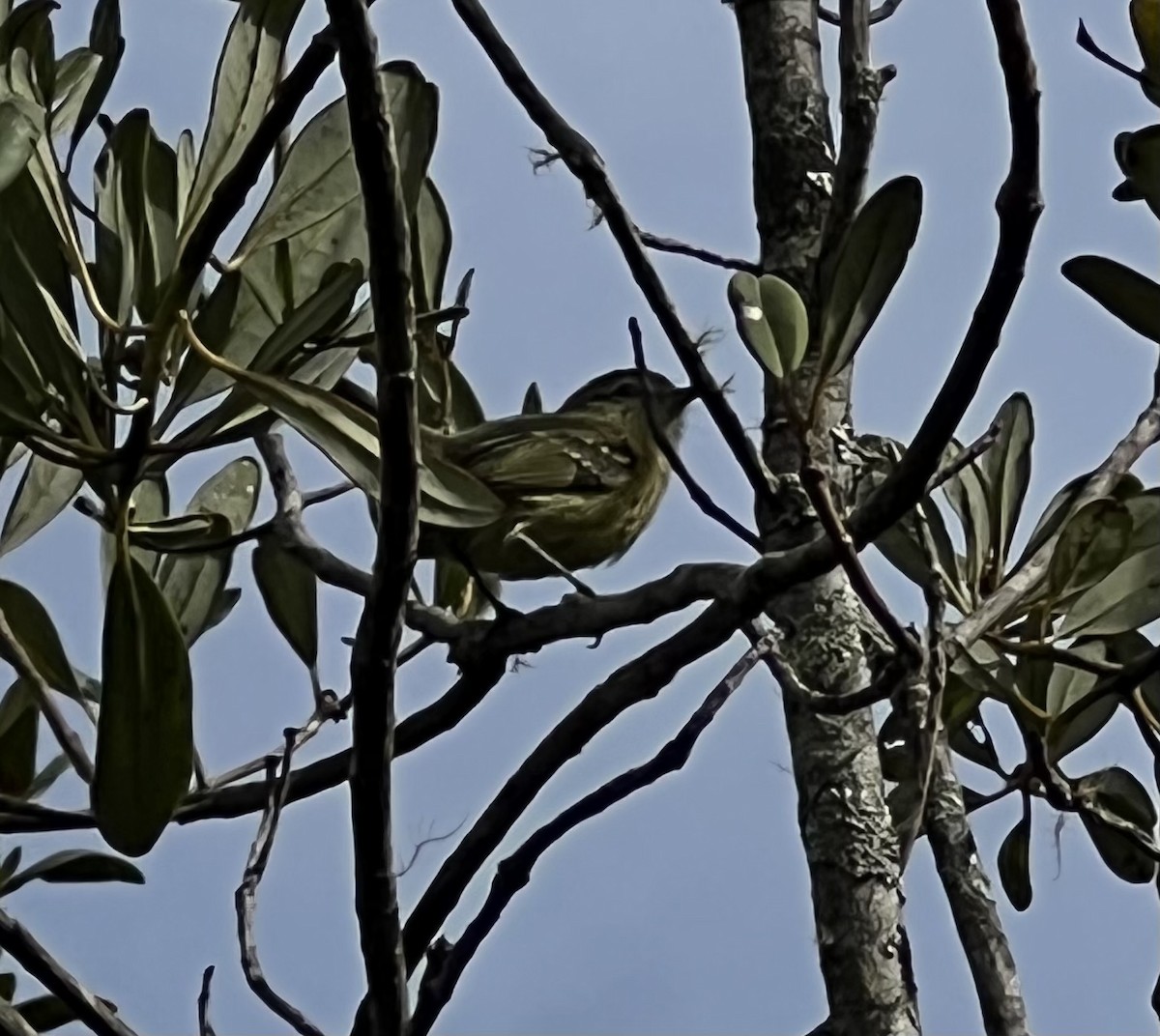 Mottle-cheeked Tyrannulet - ML523421151