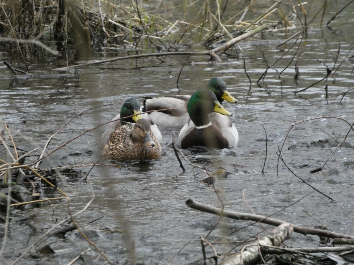 Canard colvert - ML523421191