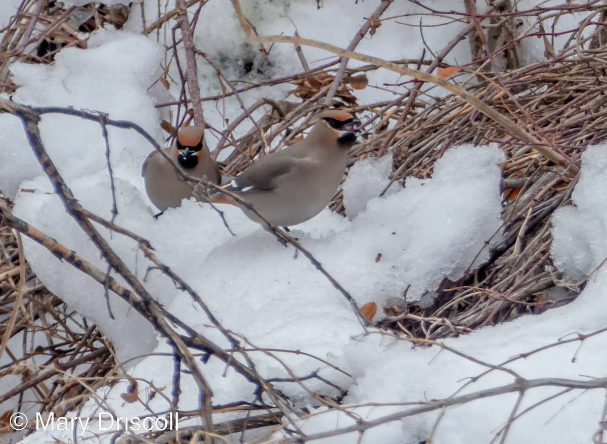 Bohemian Waxwing - ML523421571