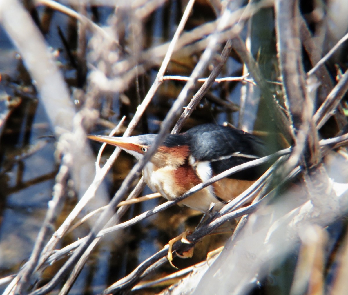 Least Bittern - ML523421651