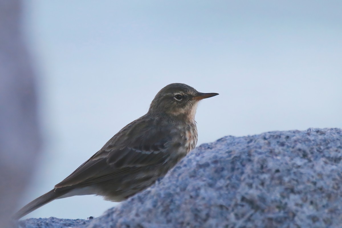 Rock Pipit - ML523421861