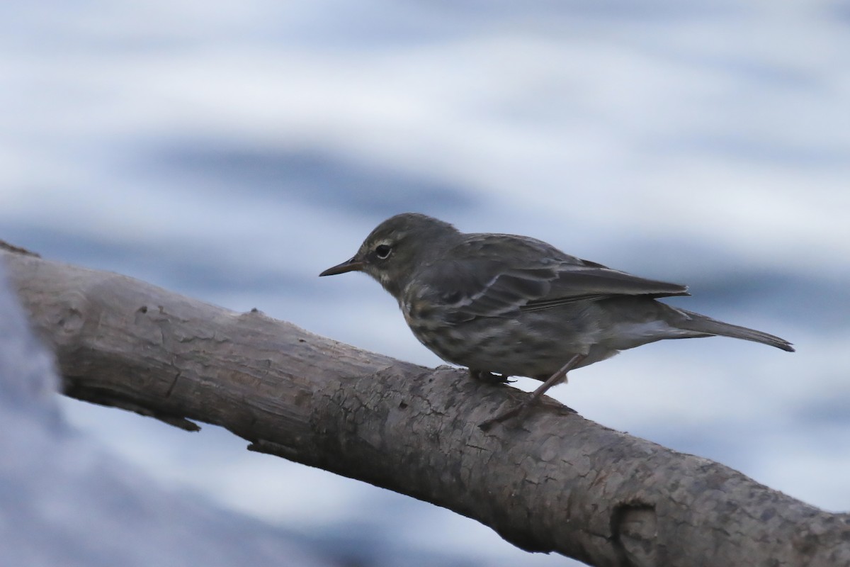 Rock Pipit - Tiago Guerreiro