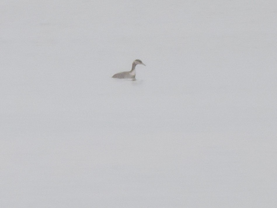 Red-necked Grebe - ML52342221