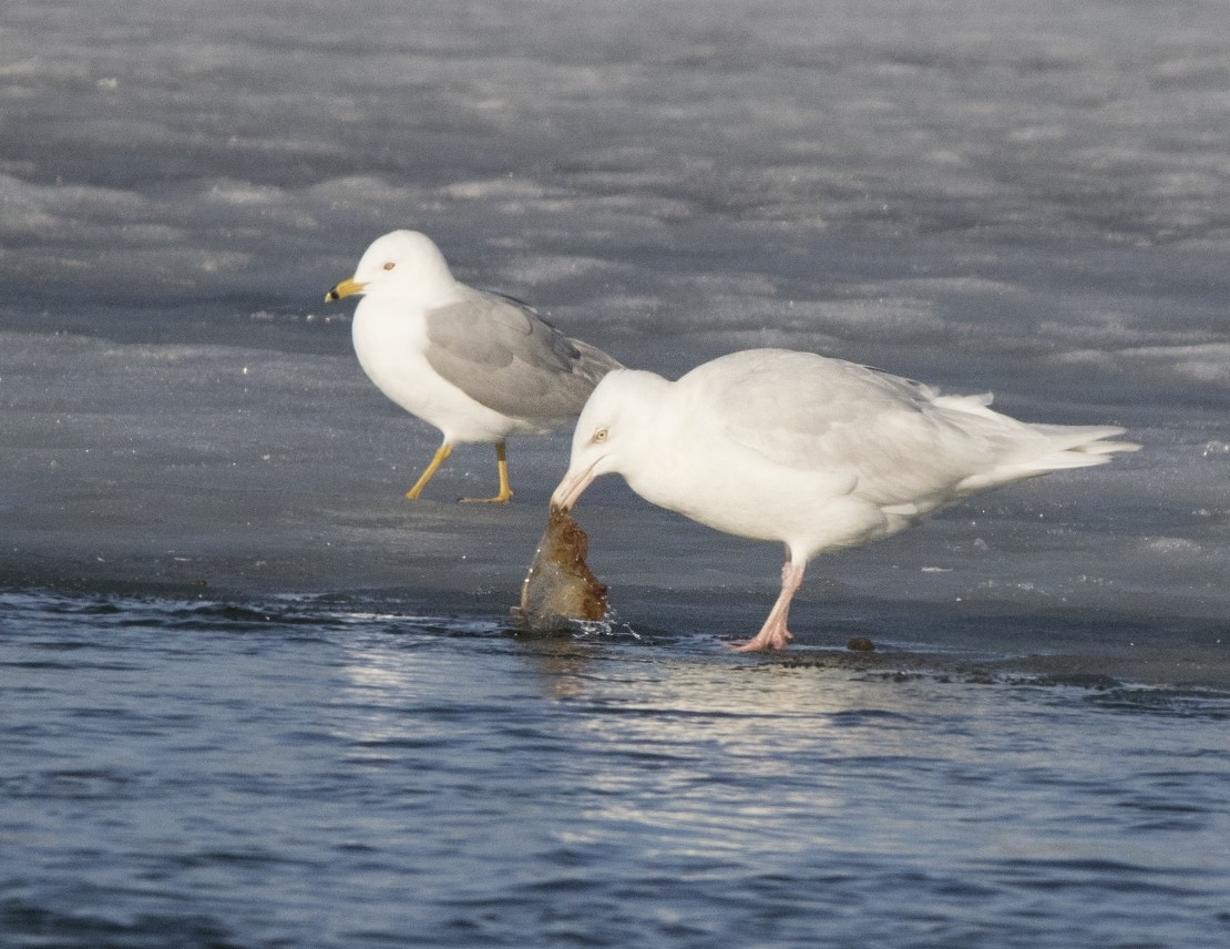 Glaucous Gull - ML52342301