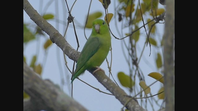 Папуга-горобець еквадорський - ML523423151