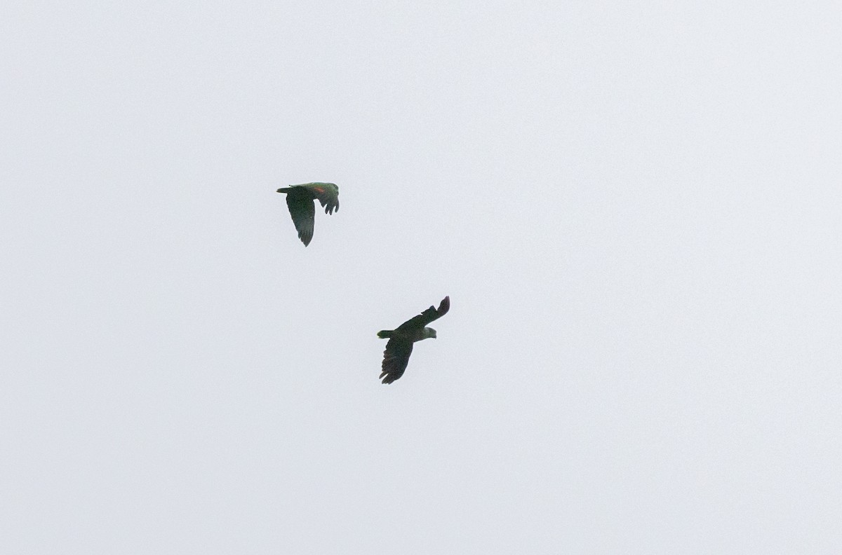 Scaly-naped Amazon - ML523423291