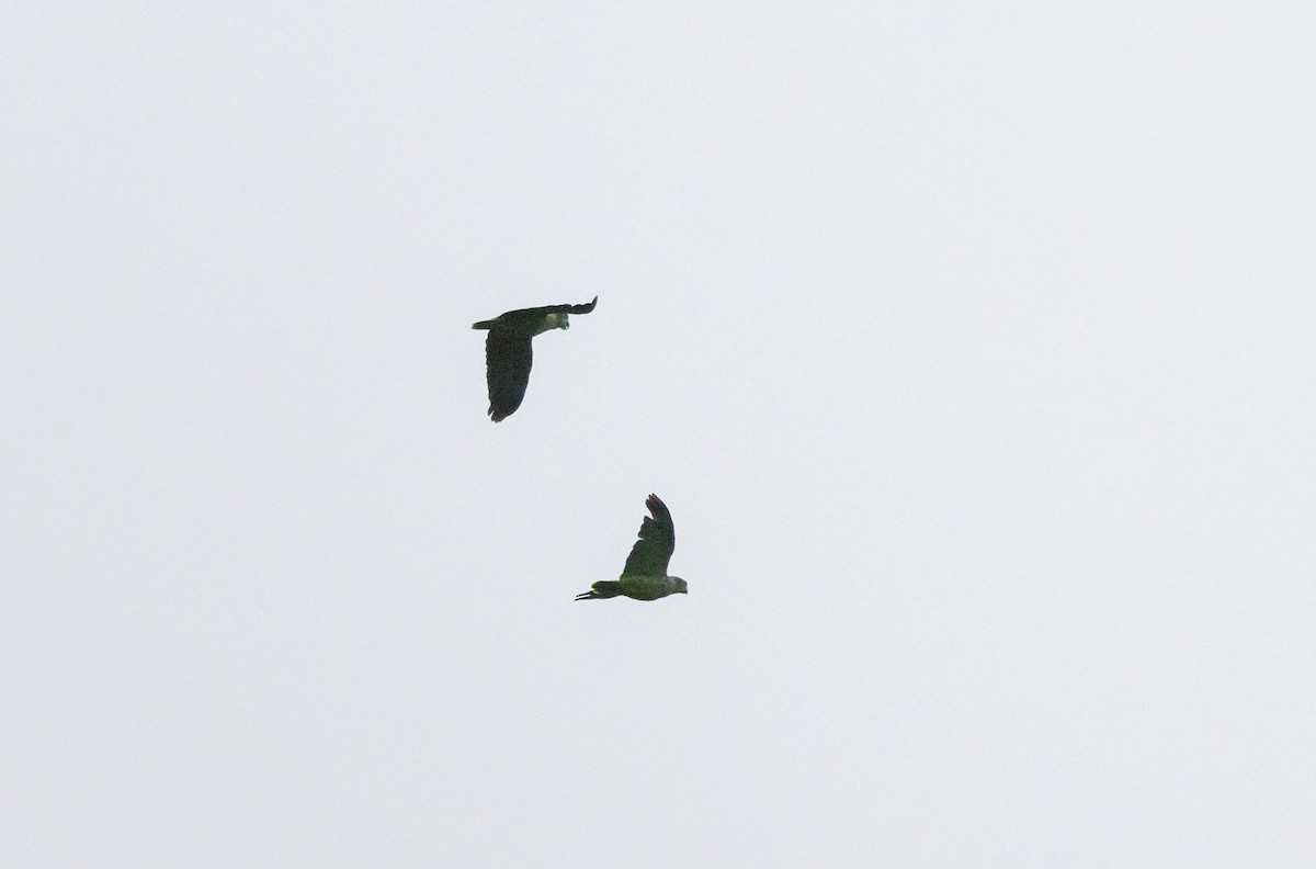 Scaly-naped Amazon - ML523423301