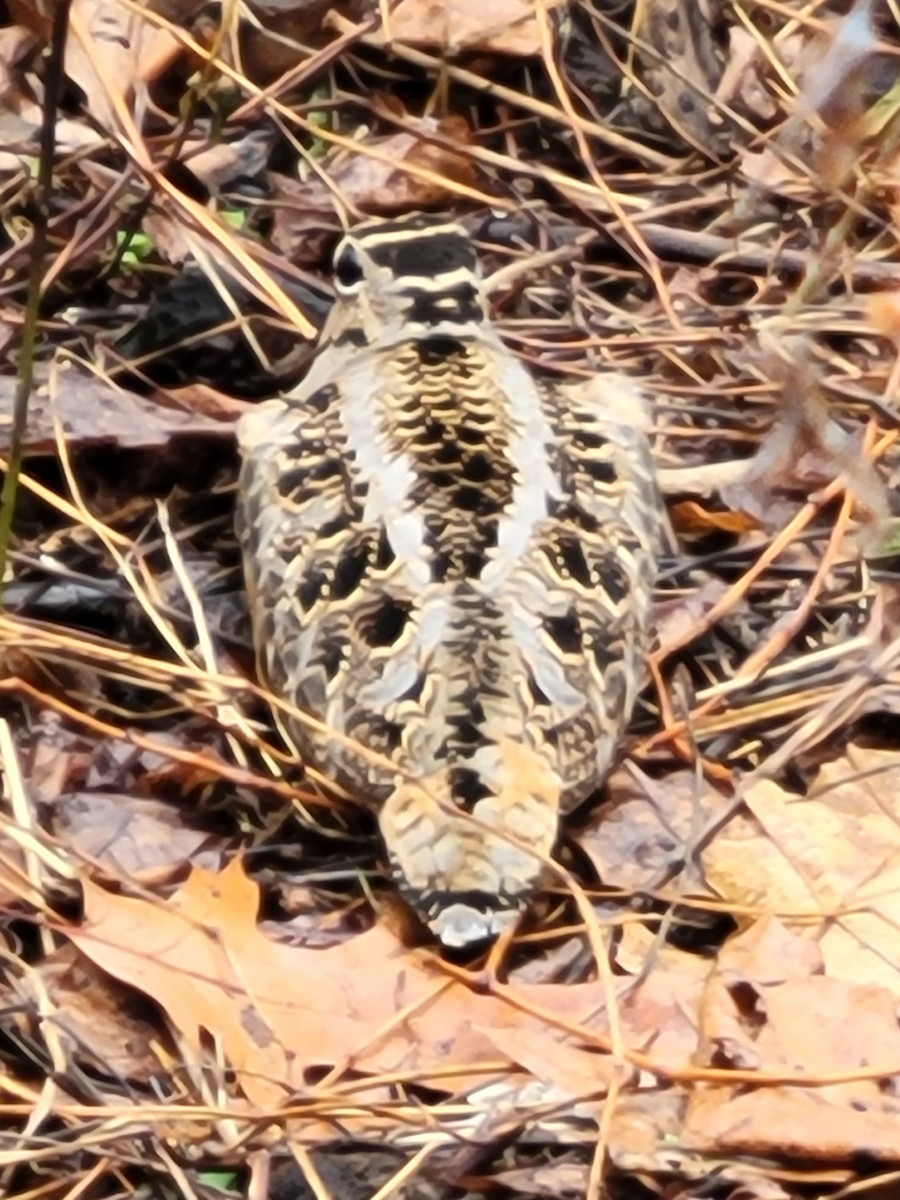 American Woodcock - ML523423781