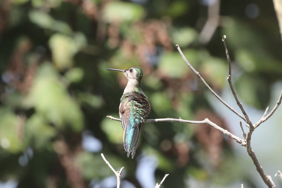kolibřík klínoocasý - ML523423911