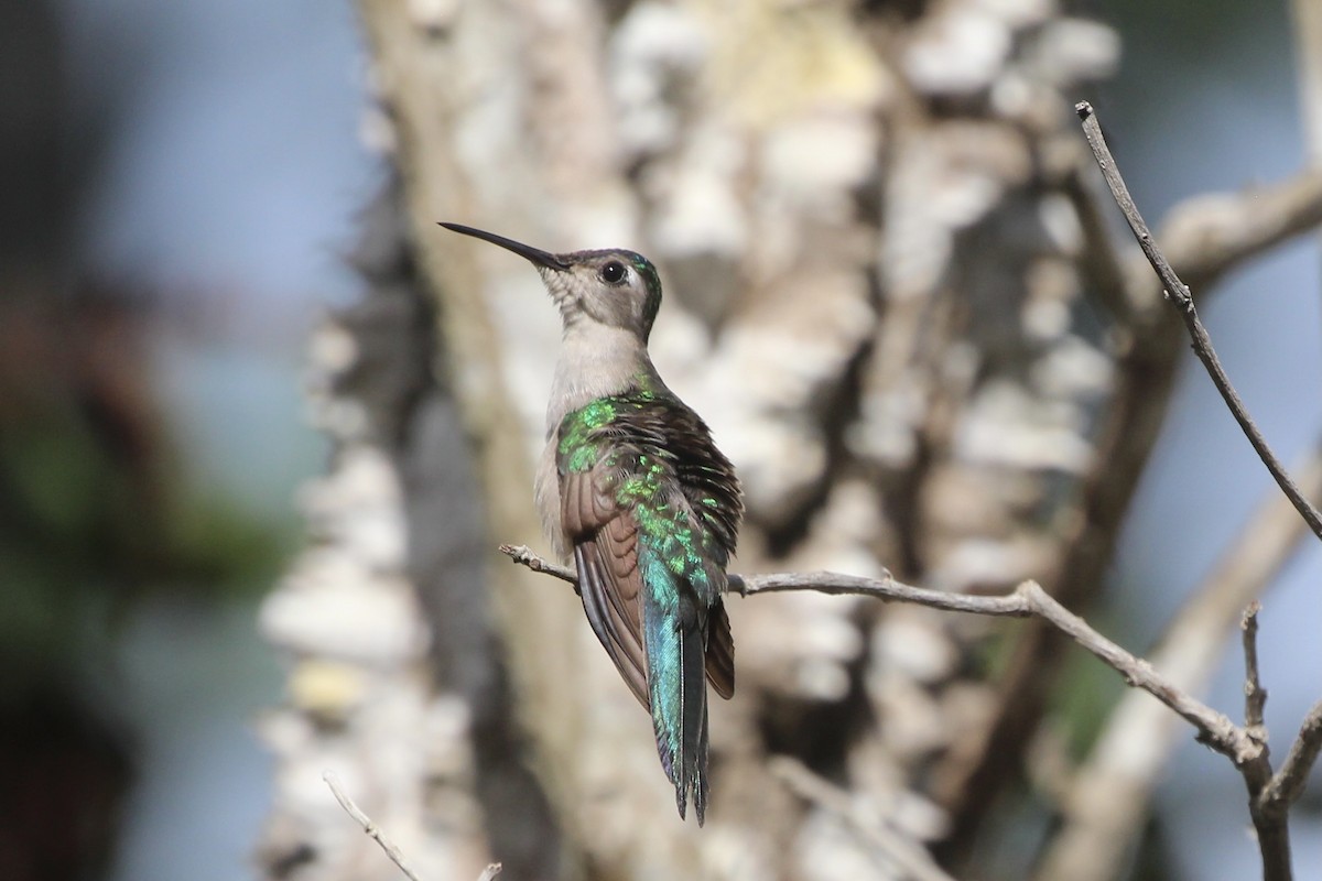 kolibřík klínoocasý - ML523423931