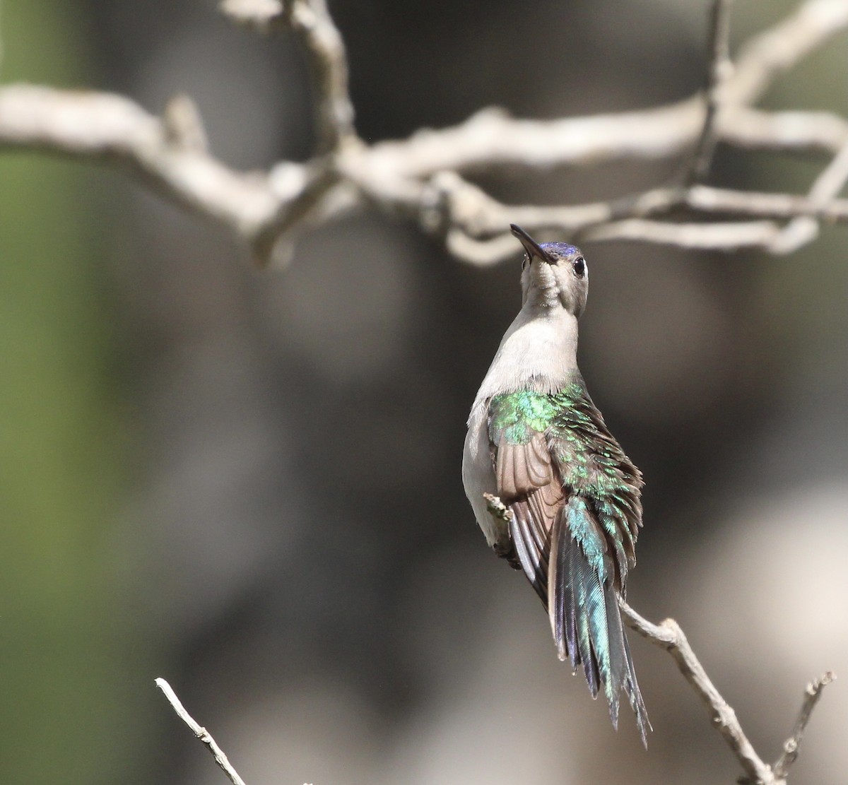 kolibřík klínoocasý - ML523424141