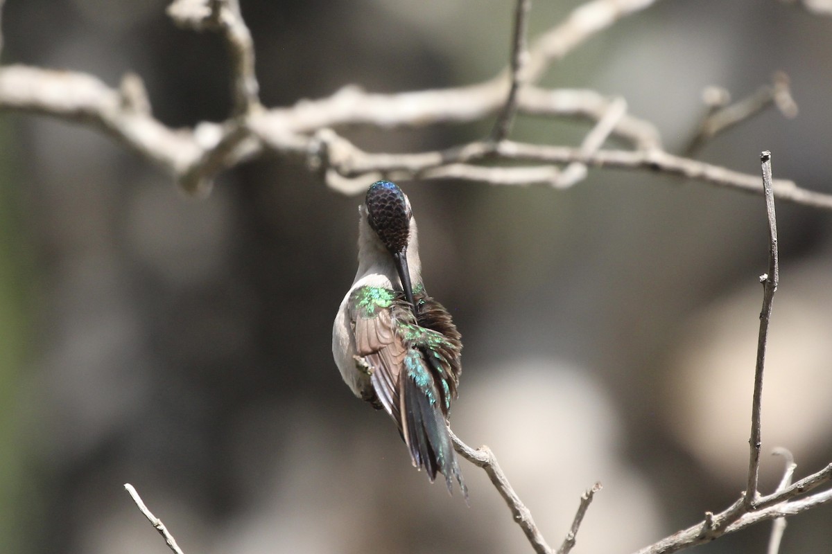 kolibřík klínoocasý - ML523424181