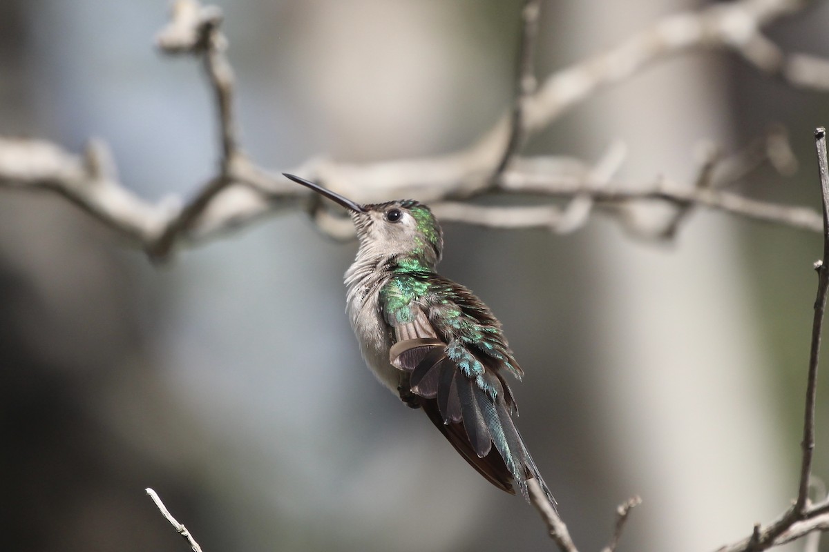 kolibřík klínoocasý - ML523424321