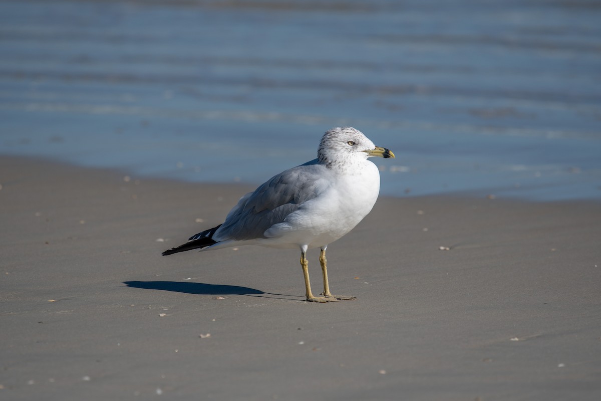 Ring-billed Gull - ML523424571