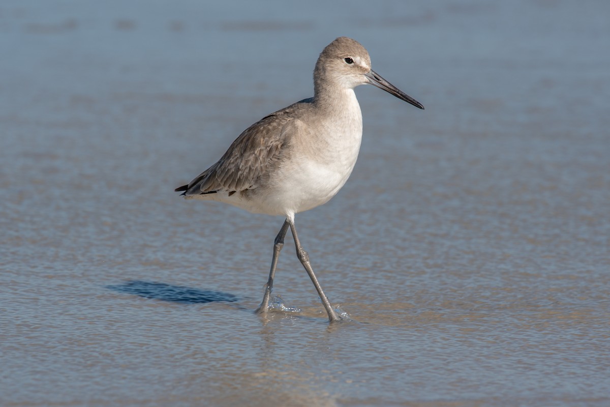 Willet - Gary Stone