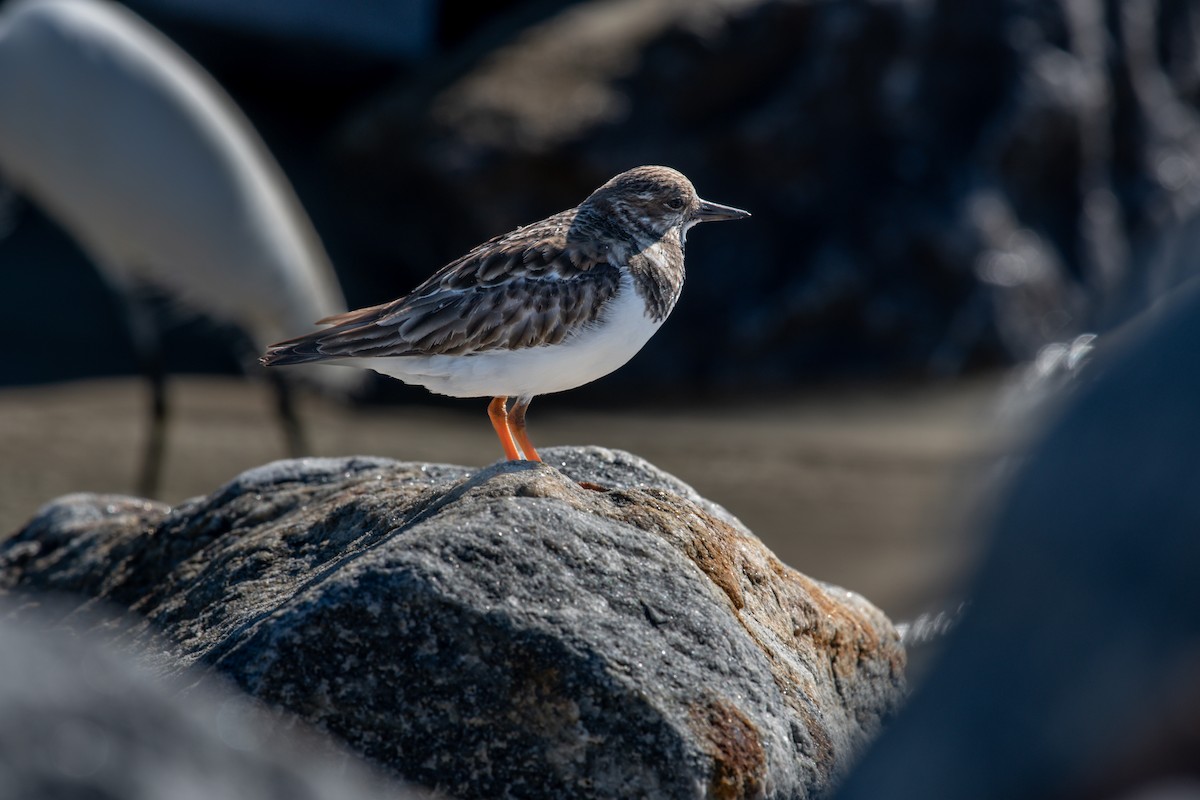 Ruddy Turnstone - Gary Stone