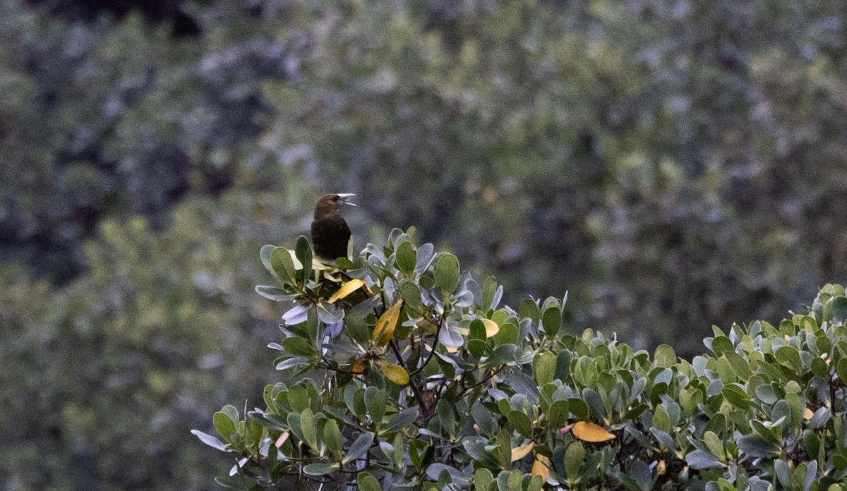 oropendola sp. - Jay McGowan