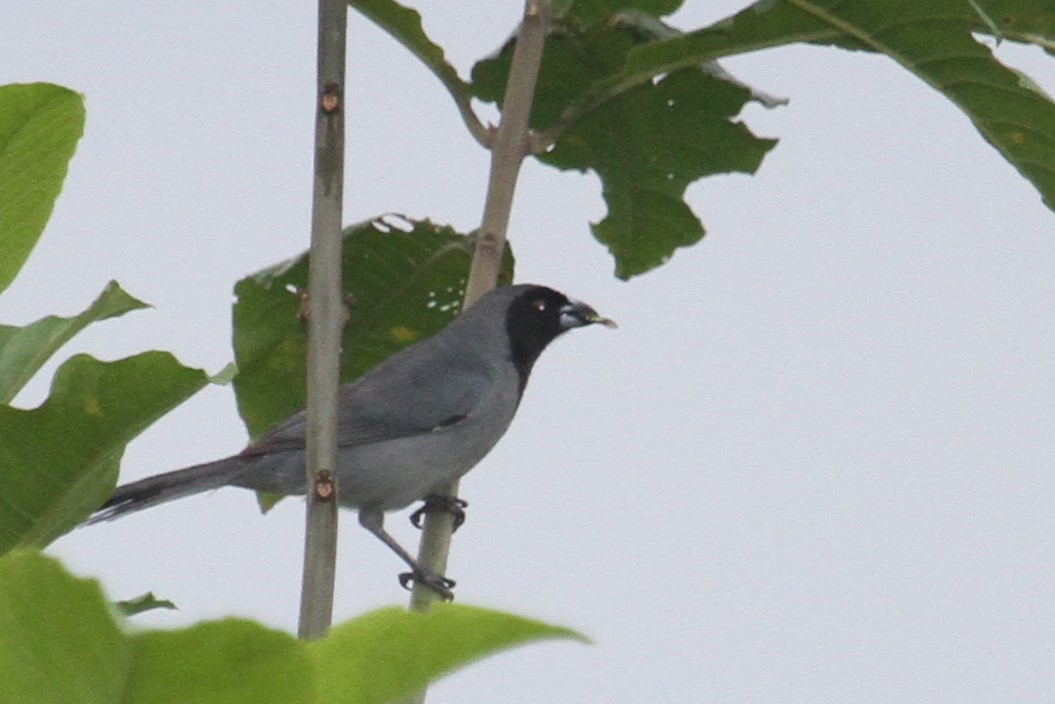 Black-faced Tanager - ML523426271