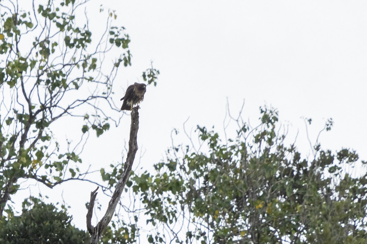 Red-tailed Hawk (jamaicensis) - Joshua Covill