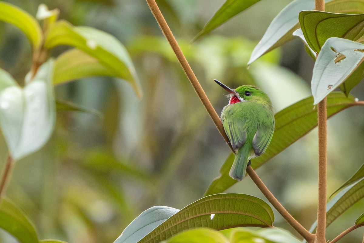 Narrow-billed Tody - ML523426981