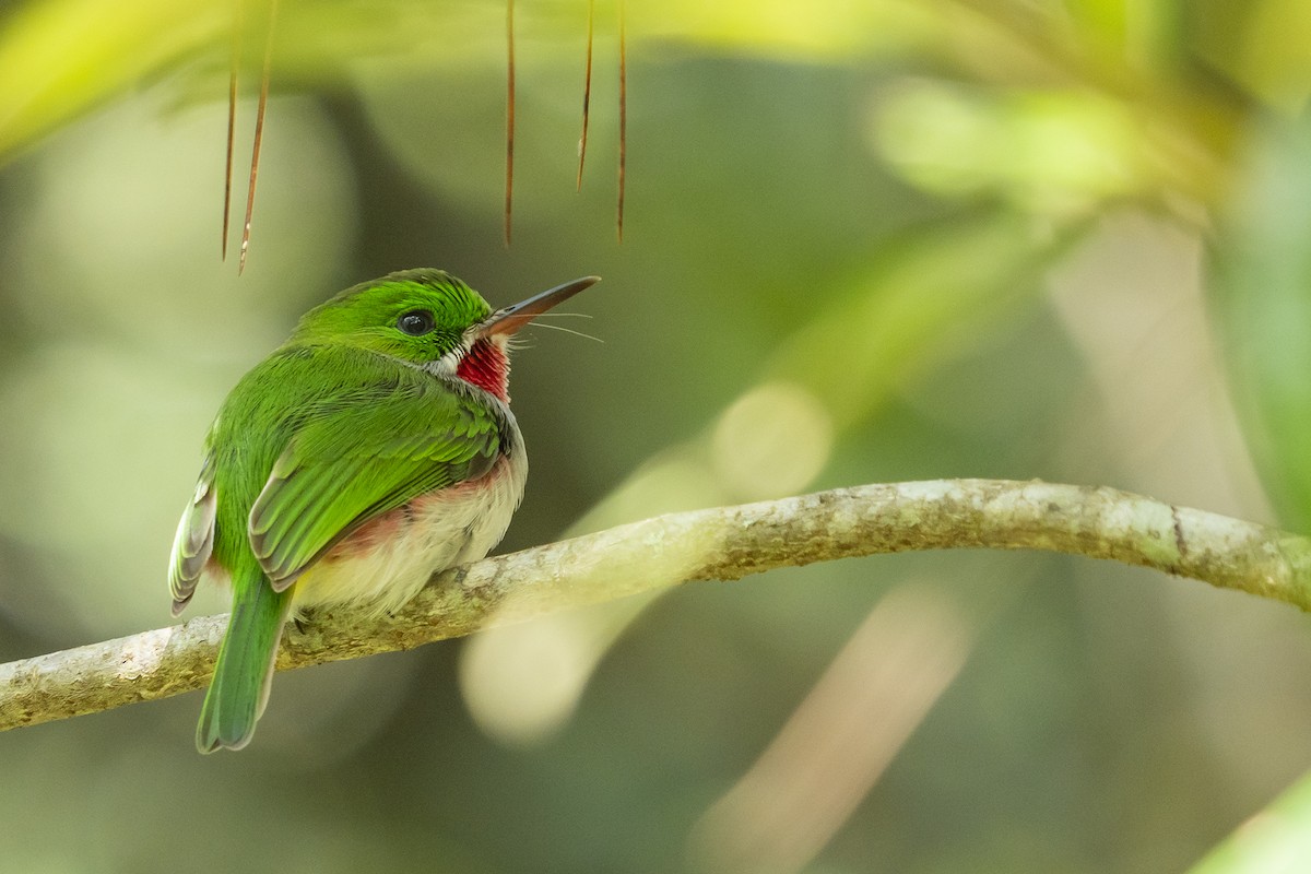 Narrow-billed Tody - ML523427041