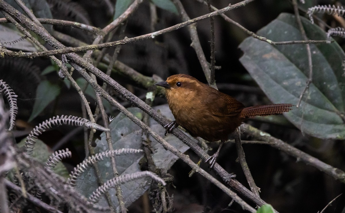 Fulvous Wren - ML523427481